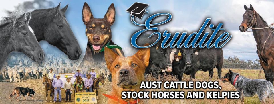 Erudite Australian Cattle Dogs